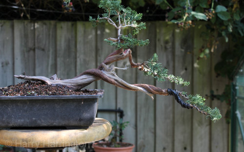 juniper bonsai